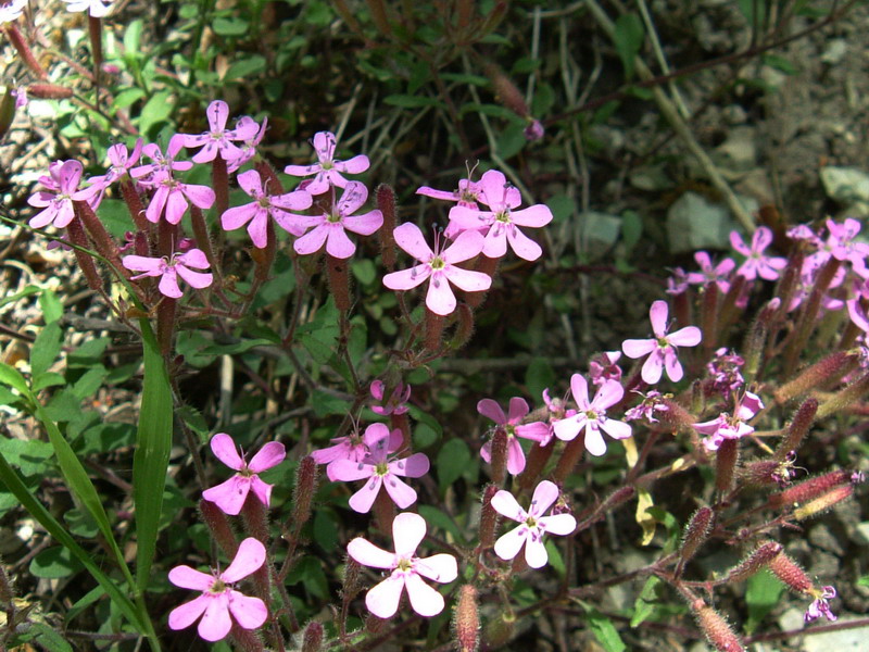 Saponaria ocymoides / Saponaria rossa